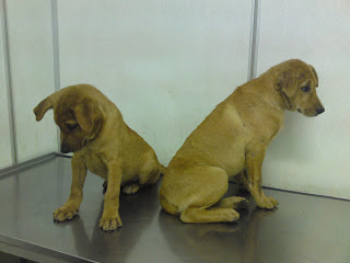 dogs 2nd chance