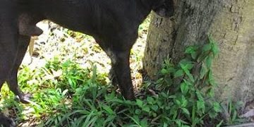 Midnight 2nd chance animal society