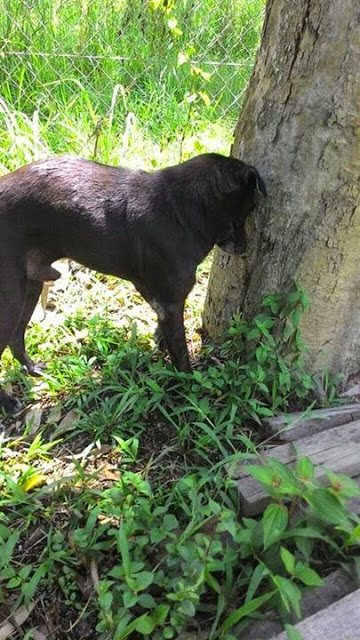 Midnight 2nd chance animal society