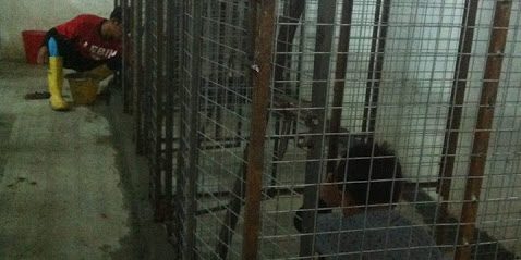 New kennels 2nd chance animal society