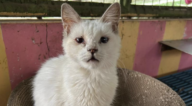 MV_rescued_cat_header